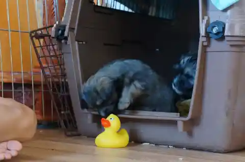 Zwei dunkle Welpen liegen in einer geöffneten braunen Transportbox, davor steht eine gelbe Quietscheente auf dem Holzboden.