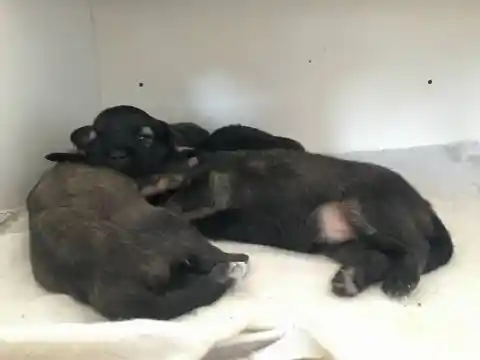 Drei junge dunkle Welpen schlafen eng aneinander gekuschelt auf einer hellen Decke in einer Wurfkiste.