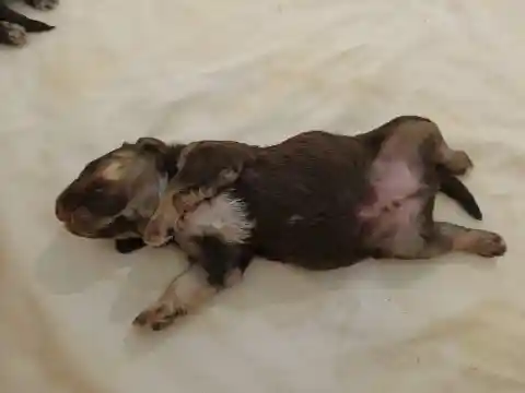 Ein neugeborener, braun-weisser Welpe liegt schlafend auf dem Rücken auf einer hellen Decke.