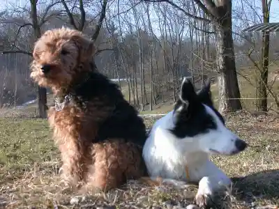 Ein gelockter braun-schwarzer Hund und ein schwarz-weisser Hund liegen nebeneinander auf einer Wiese vor kahlen Bäumen.