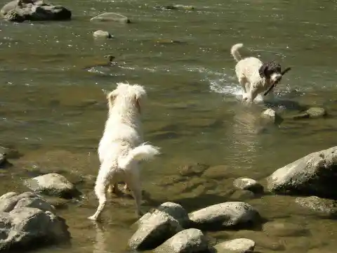 Zwei gelockte Perro-de-Agua-Español-Hunde im flachen Fluss zwischen Steinen, einer trägt einen Stock im Maul.