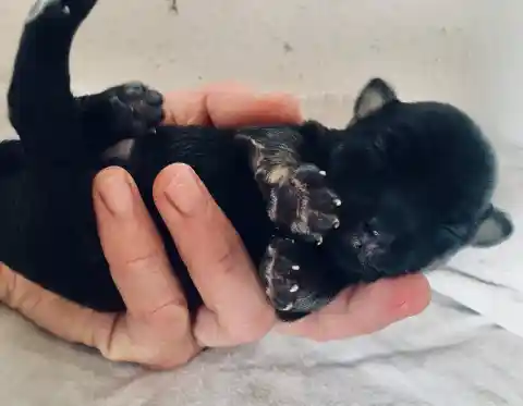 Ein neugeborener, schwarzer Welpe liegt auf dem Rücken in einer Hand und zeigt seine kleinen Pfoten.