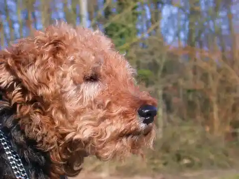 Seitenansicht des Kopfes eines braunen, gelockten Hundes mit Kettenhalsband vor einem sonnigen Waldrand.