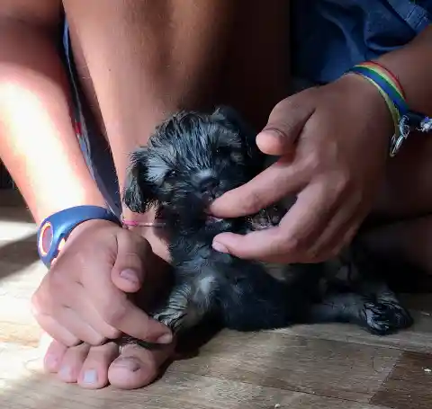 Ein kleiner dunkelgrauer Welpe liegt auf einem Holzboden zwischen den Füssen eines Kindes, das ihn mit beiden Händen streichelt.