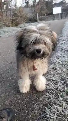 Ein langhaariger Löwchen-Hund mit Stirnfransen steht auf einem Weg neben bereiftem Gras.