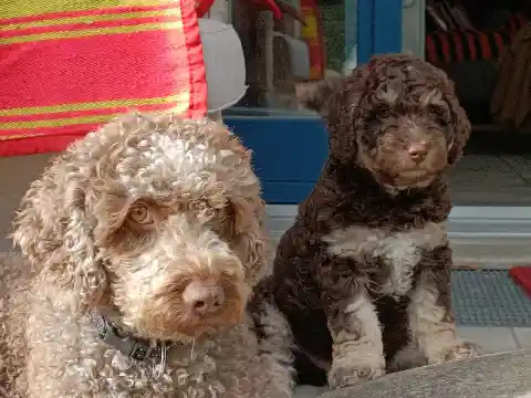 Ein grau-brauner, lockiger Hund und ein dunkelbraun-weisser, lockiger Welpe sitzen nebeneinander vor einem Schaufenster.
