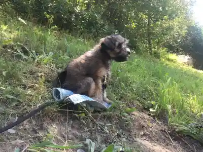 Ein junger Löwchen-Hund an der Leine sitzt auf einem Handtuch im Gras am Waldrand.