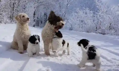 Zwei erwachsene Perro de Agua Español mit hellem, lockigem Fell stehen mit drei schwarz-weissen Welpen im Schnee vor verschneiten Bäumen.