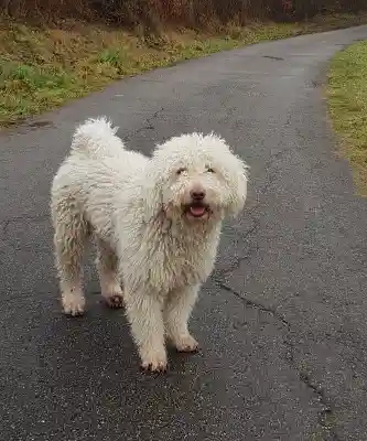 Ein weisser Hund mit zotteligem Lockenfell steht mit offenem Maul auf einem nassen Asphaltweg.