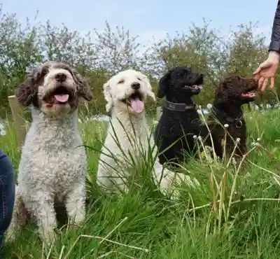 Vier erwachsene Perro de Agua Español in Braun-Weiss, Weiss, Schwarz und Braun sitzen nebeneinander im hohen Gras vor blühenden Büschen.
