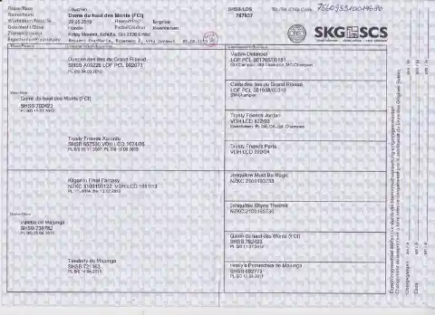 Eingescannte SKG-Ahnentafel mit dem Stammbaum eines Hundes über mehrere Generationen.