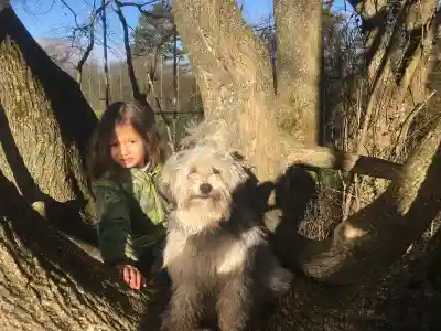 Ein langhaariger grau-weisser Löwchen-Hund sitzt in der Astgabel eines Baumes neben einem Kind in grüner Jacke.
