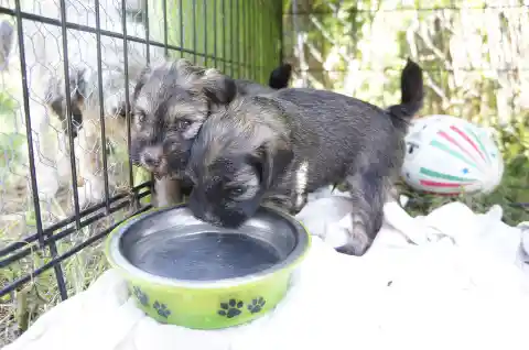 Zwei junge, langhaarige Welpen trinken in einem Gehege im Freien aus einem grünen Napf mit Pfotenmotiv.