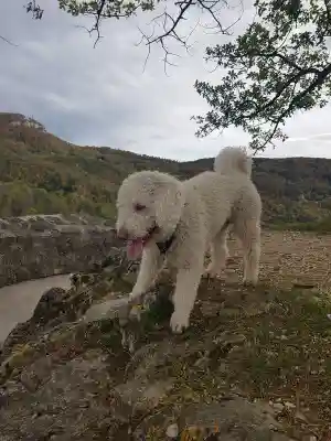 Ein weisser, lockiger Hund mit heraushängender Zunge steht auf einem Felsvorsprung über einem Fluss, umgeben von bewaldeten Hügeln.