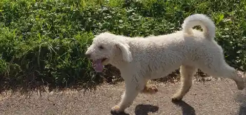 Ein weisser, lockiger Hund läuft mit heraushängender Zunge auf einem Weg an einem grünen Grasstreifen entlang.