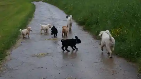 Mehrere helle, braune und schwarze Welpen laufen mit einem weissen Hund einen nassen Feldweg zwischen Wiesen entlang.