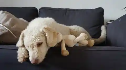 Ein heller, gelockter Perro de Agua Español liegt mit einem Kauspielzeug auf einem dunkelgrauen Sofa.