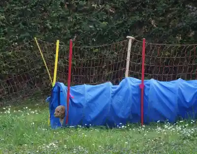 Ein brauner Welpe schaut aus einem blauen Spieltunnel auf einer Wiese vor einem Netzzaun.