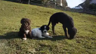 Drei lockige Hunde auf einer sonnigen Wiese: ein brauner Hund sitzt, ein schwarz-weisser Welpe liegt daneben und ein schwarzer Hund schnuppert am Boden.