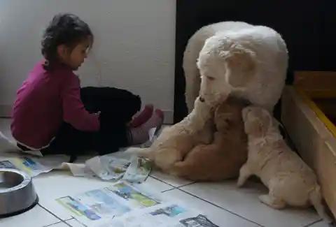 Eine helle Hündin säugt drei cremefarbene Welpen auf einem Fliesenboden mit Zeitungspapier, daneben sitzt ein kleines Mädchen im pinken Pullover.