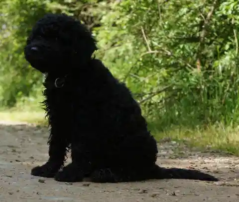 Ein junger schwarzer Hund mit lockigem Fell und Halsband sitzt im Profil auf einem Weg vor grünem Gebüsch.
