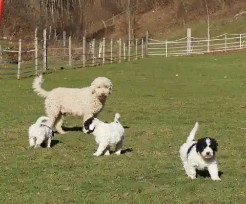Ein heller, gelockter Hund steht mit drei weissen, teils schwarz gefleckten Welpen auf einer eingezäunten Wiese.