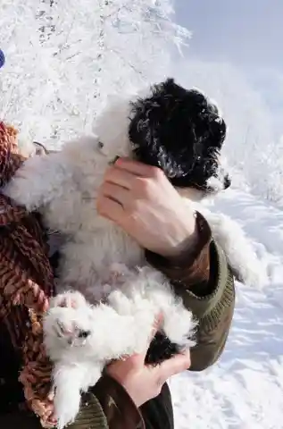 Eine Person hält einen weissen, gelockten Welpen mit schwarzem Kopf im Arm, im Hintergrund eine verschneite Landschaft.