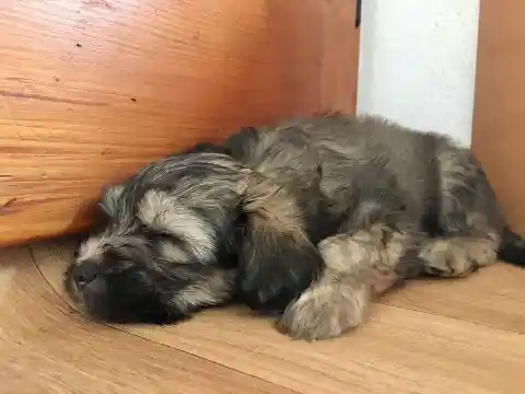 Ein langhaariger grau-beiger Welpe schläft ausgestreckt auf einem Holzboden in einer Ecke.