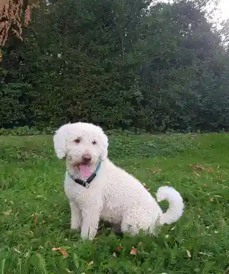 Ein weisser, lockiger Hund mit blauem Halsband sitzt mit offenem Maul auf einer Wiese vor einer dunkelgrünen Hecke.