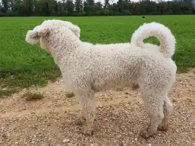 Ein weisser, lockiger Hund mit geringelter Rute steht im Profil auf einem Kiesweg vor einer grünen Wiese.