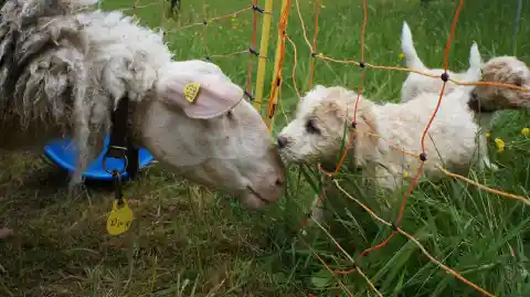 Ein Schaf und ein heller, gelockter Welpe beschnuppern sich durch einen Weidezaun im Gras.