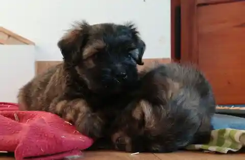 Zwei junge, langhaarige Welpen mit schwarz-lohfarbenem Fell kuscheln sich auf einem Holzboden aneinander.