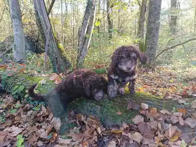 Zwei dunkelbraune, lockige Welpen auf einem bemoosten Baumstamm im herbstlichen Wald.
