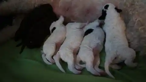 Vier neugeborene weisse Welpen mit schwarzen Flecken trinken nebeneinander bei ihrer Mutter auf einer grünen Decke.
