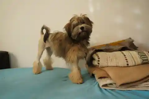 Ein kleiner langhaariger Löwchen-Hund mit Löwenschur steht auf einer türkisfarbenen Decke neben einem Stapel gefalteter Wolldecken.