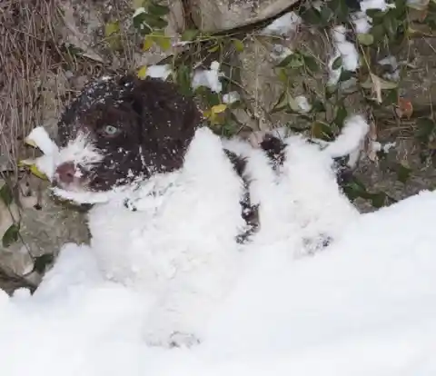 Ein gelockter, braun-weisser Welpe mit Schnee auf dem Kopf sitzt im Schnee vor einer Steinmauer.