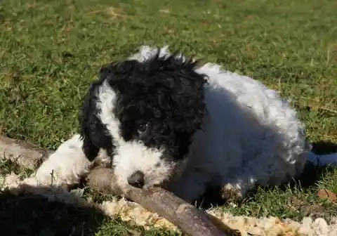Ein gelockter, schwarz-weisser Welpe liegt in der Sonne auf der Wiese und kaut an einem Ast.