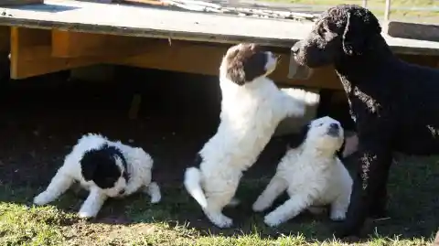 Drei gelockte Welpen in Weiss mit schwarzen und braunen Abzeichen spielen auf der Wiese neben einem schwarzen, gelockten Hund.
