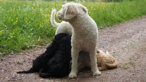 Vier lockige Hunde in Weiss, Schwarz und Hellbraun sitzen und liegen dicht beieinander auf einem Kiesweg neben einer Wiese mit gelben Blumen.