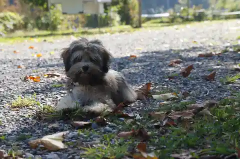 Ein kleiner langhaariger Löwchen-Hund liegt auf einem Kiesweg zwischen Herbstlaub und schaut in die Kamera.