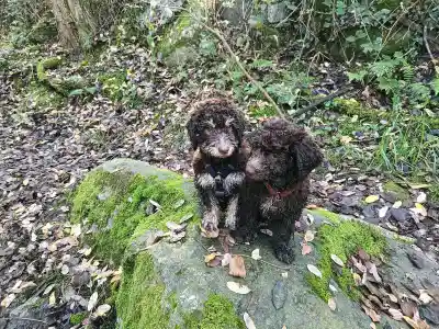 Zwei dunkelbraune, lockige Welpen sitzen auf einem bemoosten Stein im Wald zwischen Laub.