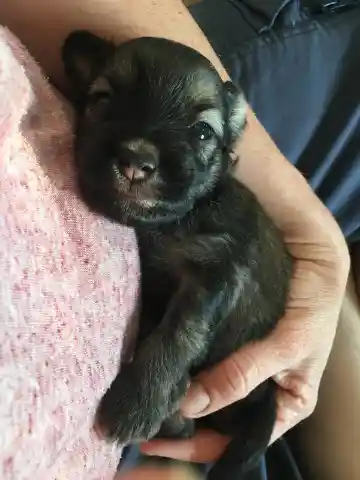 Ein junger, dunkler Welpe mit halb geöffneten Augen liegt in einem Arm an einem rosa Pullover.