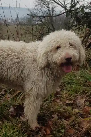 Nahaufnahme eines weissen Hundes mit langem, lockigem Fell, der mit heraushängender Zunge im herbstlichen Laub vor kahlen Sträuchern steht.