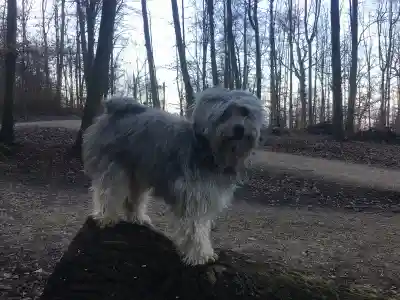 Ein langhaariger grau-weisser Löwchen-Hund steht auf einem Baumstumpf in einem winterlichen Wald.
