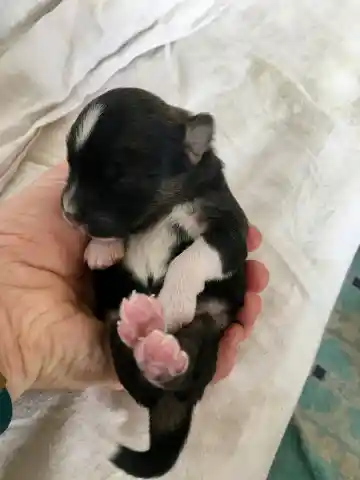 Ein neugeborener schwarz-weisser Welpe mit rosa Pfoten liegt auf dem Rücken in einer Hand über einem hellen Tuch.