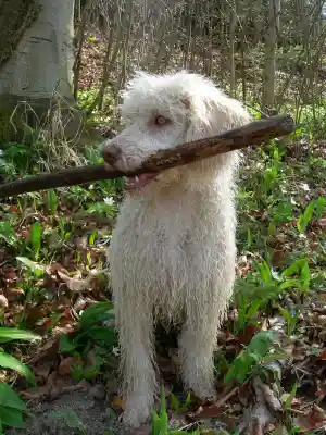 Ein weisser, gelockter Perro de Agua Español sitzt im Wald zwischen Bärlauch und trägt einen langen Stock im Maul.