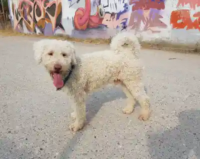 Ein weisser, lockiger Hund mit heraushängender Zunge steht auf einem Asphaltplatz vor einer mit Graffiti bemalten Wand.