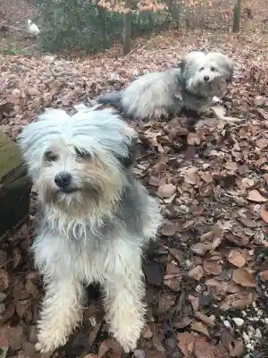 Zwei langhaarige grau-weisse Löwchen-Hunde im Herbstlaub, einer sitzt vorne, der andere liegt im Hintergrund.