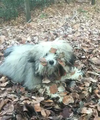 Ein langhaariger grau-weisser Löwchen-Hund liegt im Herbstlaub, mit einigen Blättern im Fell.