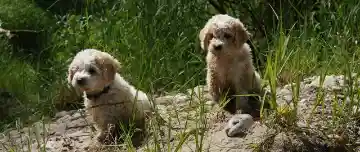 Zwei hellbeige, gelockte Welpen sitzen auf einem Steinweg zwischen hohem Gras.